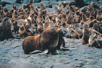 Large male northern fur seal and harem of smaller females