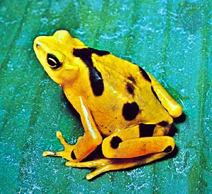 A Panamian golden toad