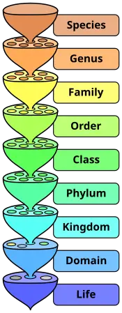 taxonomic ladder