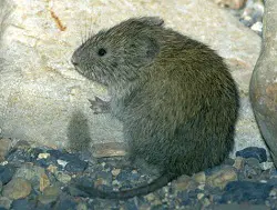 Microtus montanus