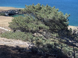 Torrey Pine