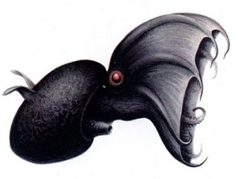 Matt Tabbi's vampire squid