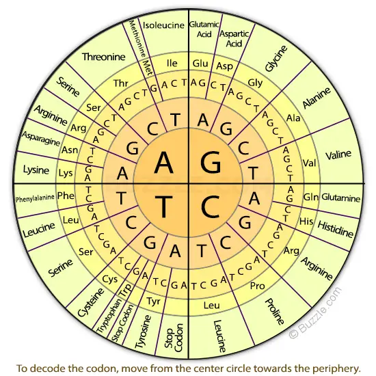 DNA codon chart