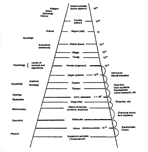 Human hierarchy of cybernetics