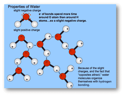 The properties of water