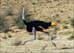 ostrich