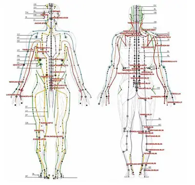 Qi Gong Meridians in the Body 