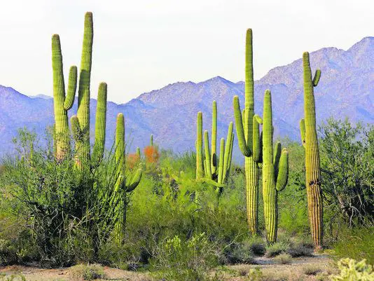 Arizona desert