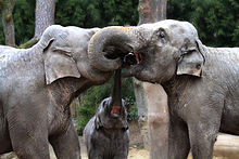 Asian elephants greeting each other
