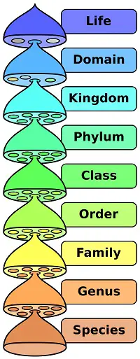 taxonomy