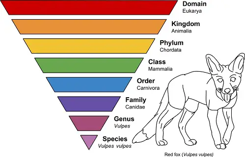 Taxonomic ranking