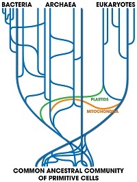 Horizontal gene transfer