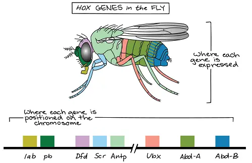 Homeotic genes, Khan Academy