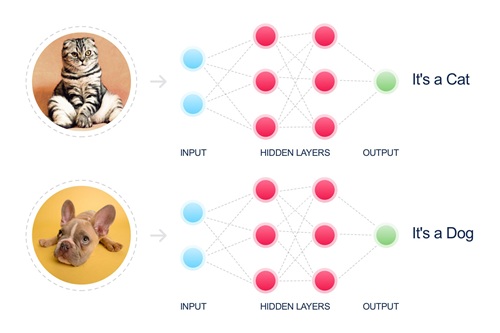 Cat recognition by AI