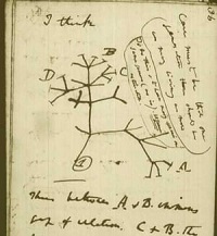 Darwin's sketch of the tree of life