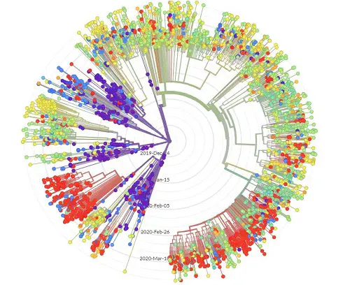 Coronavirus on Nextstrain.org