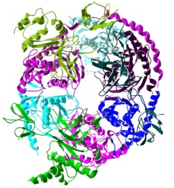 Ribbon view of the human exosome complex.