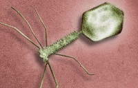 Bacteriophage