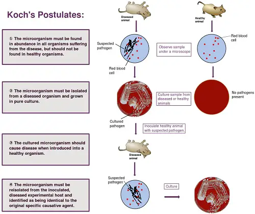 Koch's postulates of disease.