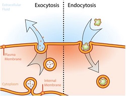 Endocytosis and exocytosis