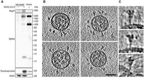 Characterization of virus production and representative images of intact, authentic SARS-CoV-2 virions