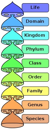 taxonomical levels