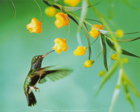 Humming bird