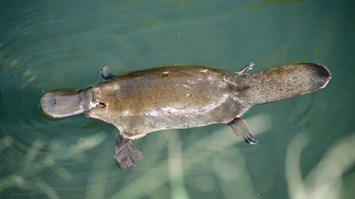 duck-billed platypus