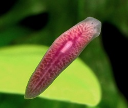 Planarian