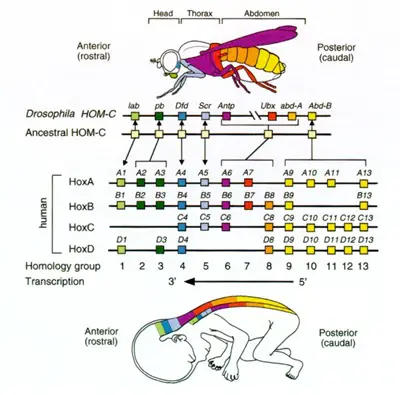 Homeobox Genes in Embryogenesis and Pathogenesis