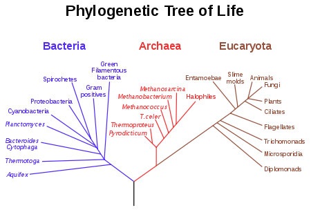 A phylogenetic tree
